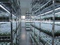 供应河北嘉华利德植物组织培养实验室