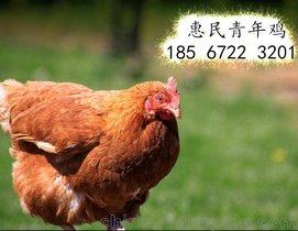 惠民青年鸡养殖中心优惠特卖60日龄罗曼褐青年鸡