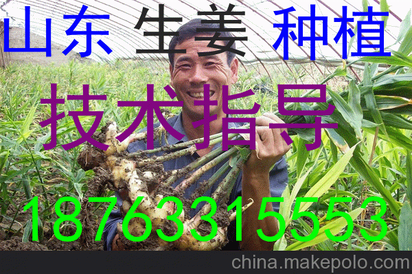 山東生姜干片供應(yīng)\重慶省酉陽縣姜片批發(fā)加工廠圖片