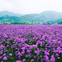 南宁 景龙生态批发零售各类马鞭草种子花卉种子