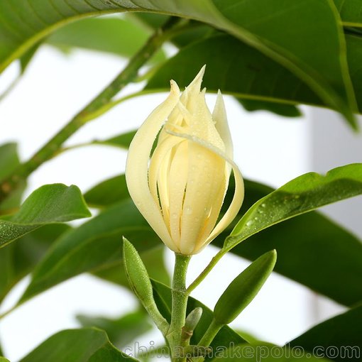 武漢寫(xiě)字樓植物花卉綠化修剪養護，小區庭院苗木果樹(shù)設計種植圖片