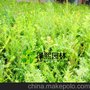 泽熙纯正培育 南方红豆杉树苗 盆景庭院  高品质 批发