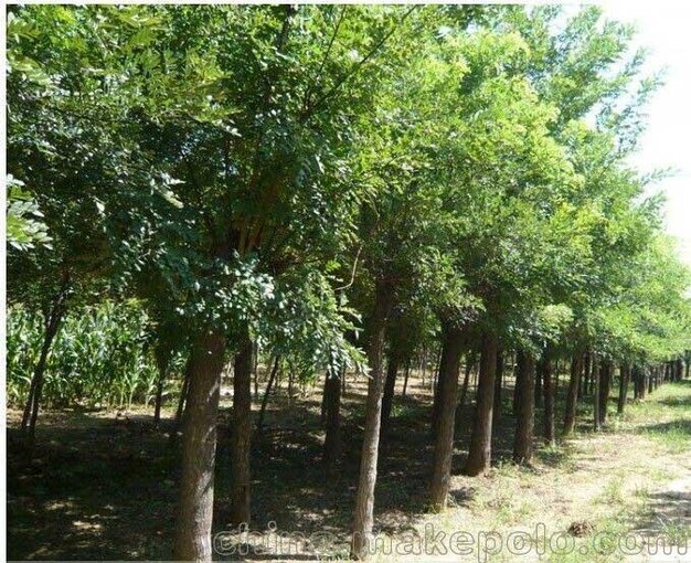 專業(yè)種植銷售國槐苗木　槐樹苗價格　國槐樹價格圖片