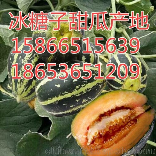 山東濰坊甜瓜產(chǎn)地冰糖子甜瓜基地圖片