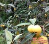 繁茂苗木(在线咨询) 枇杷苗 苏州东山白玉枇杷苗
