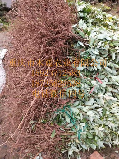重慶老鷹茶種苗白茶紅茶苗老蔭茶苗圃基地 重慶木通農(nóng)業(yè)有限公司圖片
