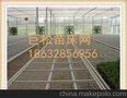 安平大棚苗床网片厂家现货批发