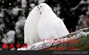 博愛種鴿養(yǎng)殖場 肉鴿養(yǎng)殖基地 肉鴿 種鴿  鴿子蛋圖片