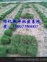 供应湖南马尼拉草坪/郴州草皮价格/长沙草皮规格