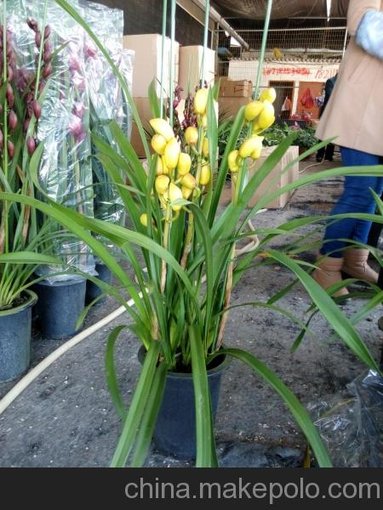 批發(fā)高檔花卉 蘭花 大花蕙蘭 三四劍花東星花場直銷圖片