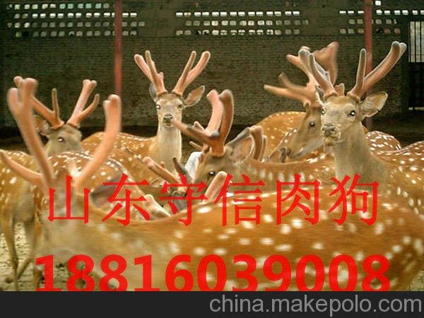 菏澤守信梅花鹿養殖場(chǎng)價(jià)格實(shí)惠圖片