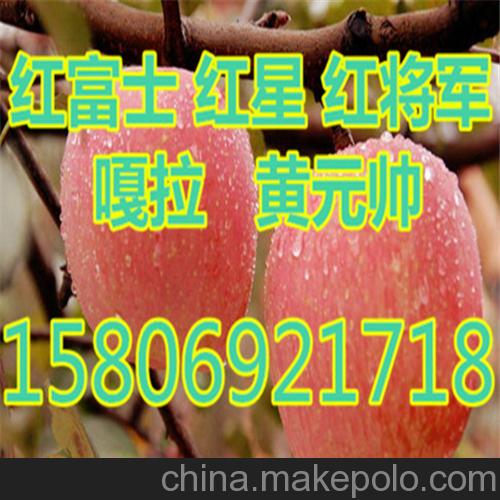 縣冷庫嘎拉蘋果 黃元帥蘋果價格 ,..11