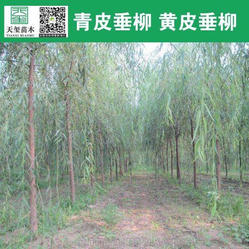 8公分垂柳 8公分柳樹 8公分青皮垂柳價格 山東濟寧貨源圖片