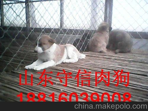 山東肉狗養(yǎng)殖中心 肉狗批發(fā)圖片
