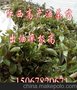 江西吉安油茶苗，最新好品种油茶苗，产量好出油率高