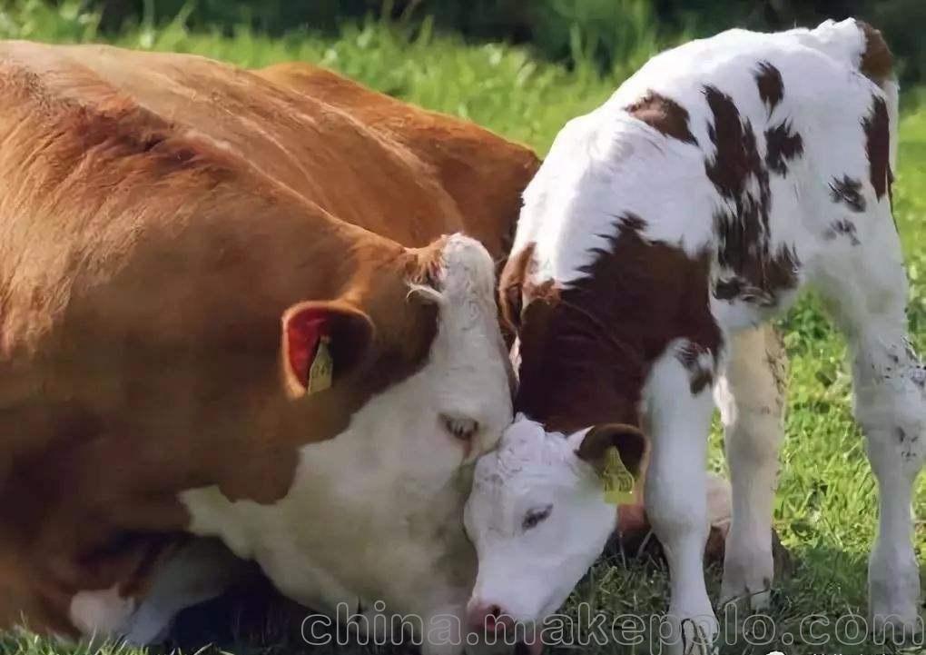 初生牛犊护理方法-提高犊牛成活率