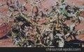 美国ATCC 甜菜曲顶病毒