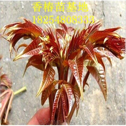 許昌嫁接錦繡黃桃種苗基地圖片