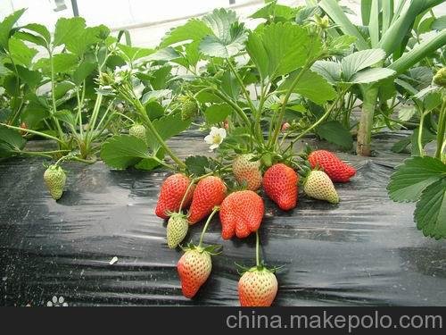 出售甜查理草莓苗、法蘭地草莓苗基地圖片