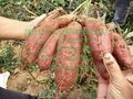 麻栗坡济薯26红薯收购价 西双版纳常年供应大量红薯