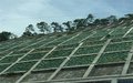 植生袋 边坡工程专用植草袋 绿化袋