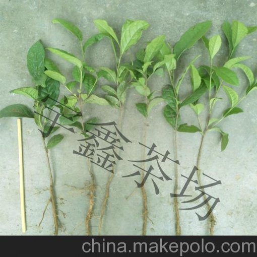 盆景樹苗 綠化苗木 茶苗 信陽毛尖種苗圖片