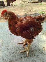 红玉公鸡养殖