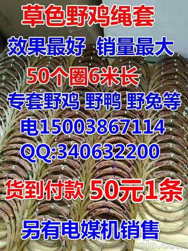 野鴨網(wǎng)圖片