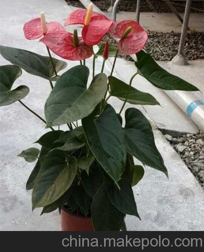 批發(fā)高檔開花小盆栽 年宵花卉 紅掌特倫薩140#東星花場(chǎng)直銷圖片