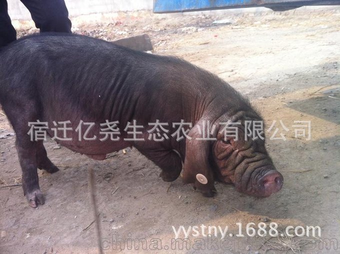 縣二元母豬批發(fā)品種好長(zhǎng)速快圖片