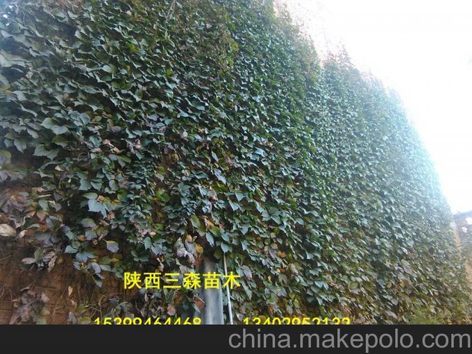 爬墻（爬山虎）爬的高爬山虎把墻爬綠了陜西爬山虎出名了圖片