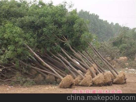 供應(yīng)大規(guī)格國(guó)槐樹(shù) 截桿發(fā)冒國(guó)槐圖片