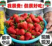 安徽合肥长丰新鲜红颜奶油草莓中国草莓之乡
