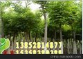 优质国槐供应商/沭阳园林绿化供/