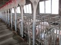 山西养殖设备 厂家生产销售肥猪自动喂料机 厂家直销料线安装