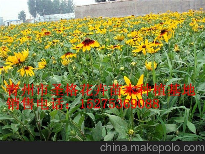臨湘圣格花卉苗木種植基地、長沙綠化工程方案（咨詢）圖片