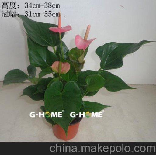 批發(fā)室內(nèi)高檔花卉植物 粉掌-粉120#東星花場直銷圖片