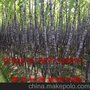 广西黑皮甘蔗（长2.4米，重6斤）广西黑皮甘蔗基地价格，产地批发