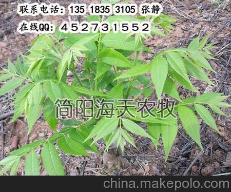 彭州美國山核桃苗， 彭州美國山核桃苗品種， 彭州美國山核桃苗基地圖片