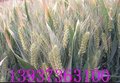 麦芽厂家 麦芽批发 采购供应商 选新农种业