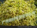 浙江品种铁皮石斛（扁）花 铁皮枫斗