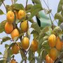 基地直销 甜柿子树苗 自然脱涩 即摘即食柿子苗 日本甜柿 磨盘柿