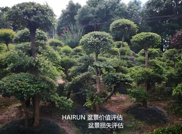 龍陵縣房屋評估公司果園果樹價格評估
