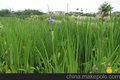 东莞最大水生植物供应厂家  睡莲