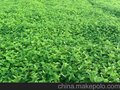 扬中饲料桑种植商