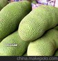 特价供应海南生产基地采摘水果菠萝蜜