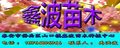 山东泰安鑫波6公分樱花价格新更新，质量保证