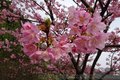台湾河津樱*日本早樱花树苗 花量大 花期长 嫁接树苗