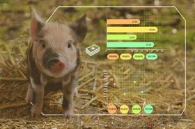 蜂窝农业物联网智慧养猪解决方案