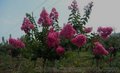 供应速生玫红紫薇艳红紫薇苗  新品种中国红玫红紫薇